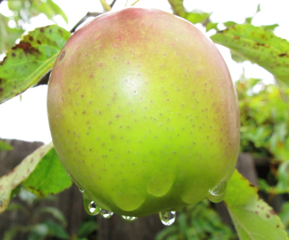apple on tree